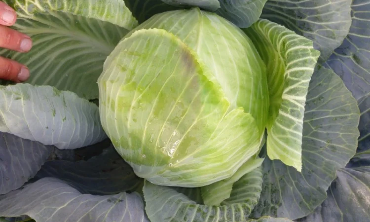 Капуста сорт Агрессор від виробника - фото № 2