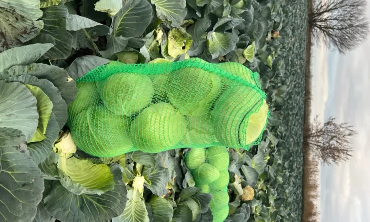 Капуста сорт Агрессор від виробника - фото № 3