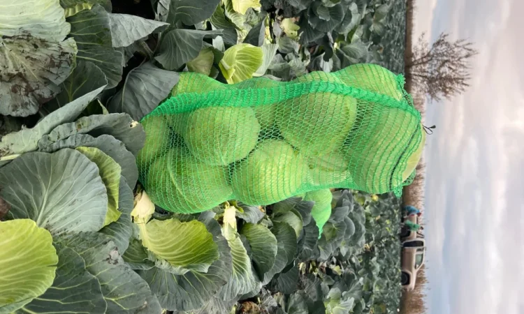 Капуста сорт Агрессор від виробника - фото № 4