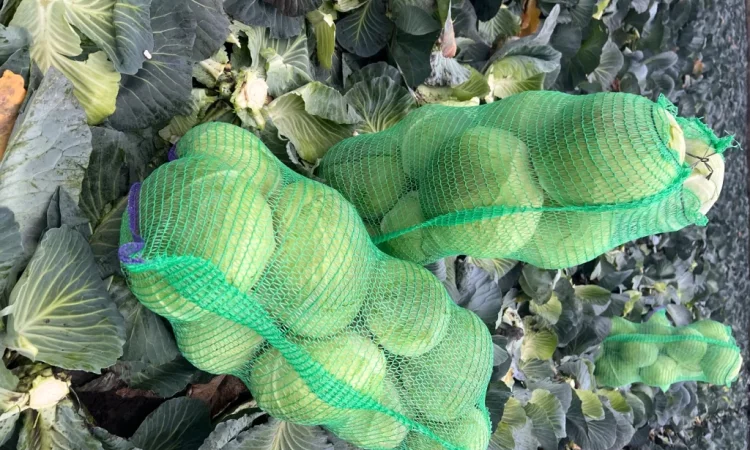 Капуста сорт Агрессор від виробника - фото № 5