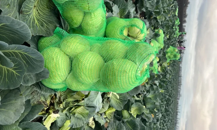 Капуста сорт Агрессор від виробника - фото № 6