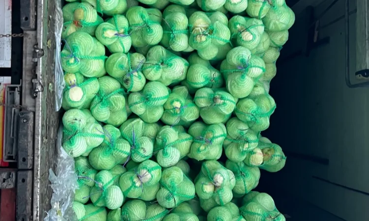 Капуста від виробника - фото № 3