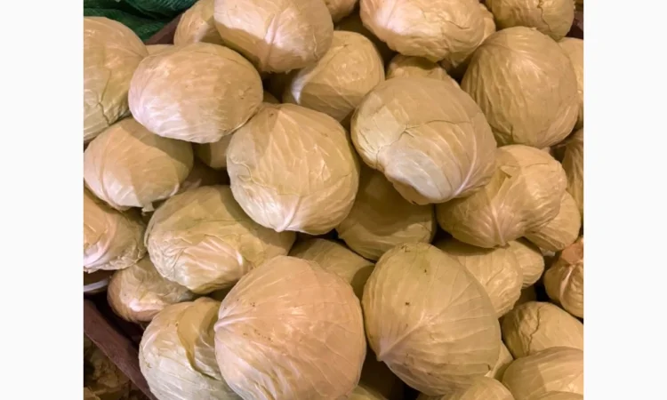 Капуста від виробника - фото № 1