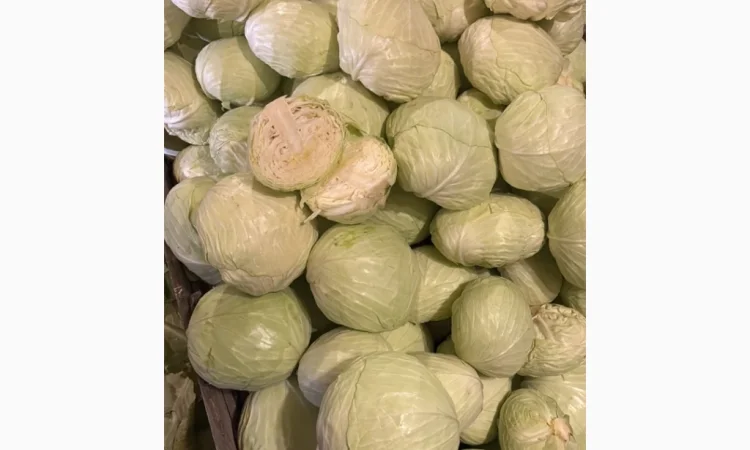 Капуста від виробника - фото № 2