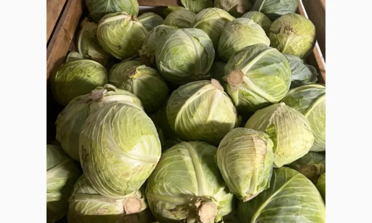 Продаж капусти білокачанної - фото № 1