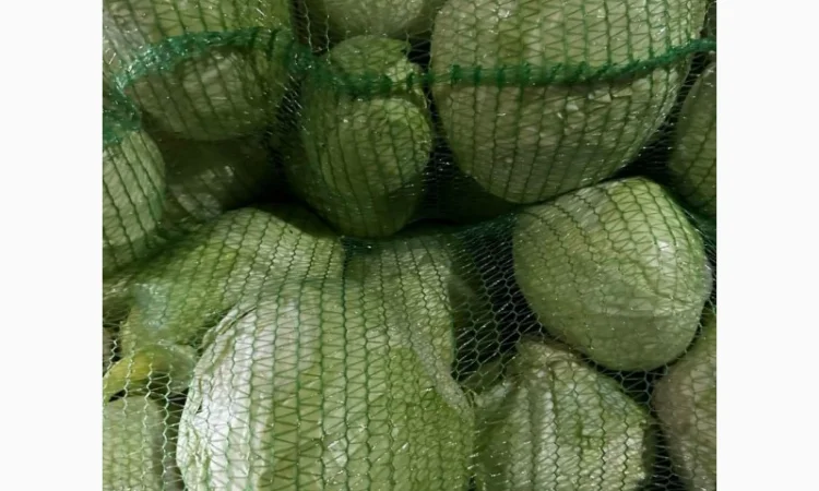 Капуста Агресор от поставщика - фото № 3