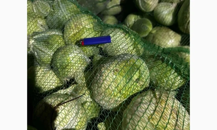 Капуста Агресор от поставщика - фото № 2