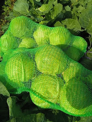 Капуста оптом від постачальника, 5 тонн - фото № 2