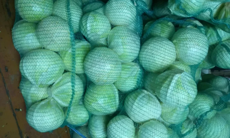 Капуста сорт Епікур високої якості на продаж - фото № 2