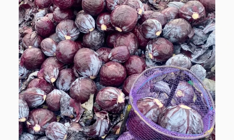 Продаж червоноголової капусти - фото № 1