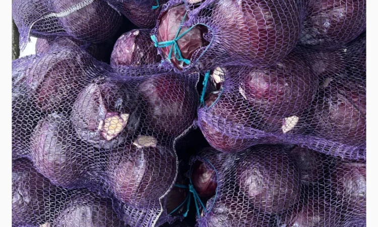Продаж червоноголової капусти - фото № 2