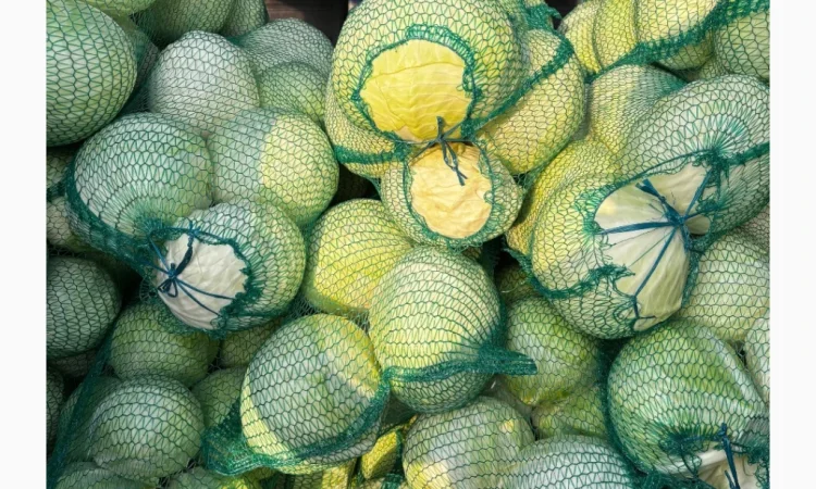 Капуста сорту Анкома на продаж - фото № 4