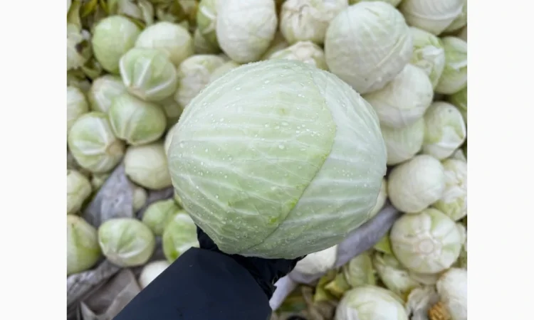 Капуста сорту Анкома на продаж - фото № 1