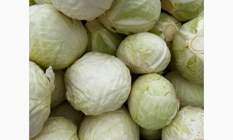 Капуста сорту Анкома на продаж - фото № 2