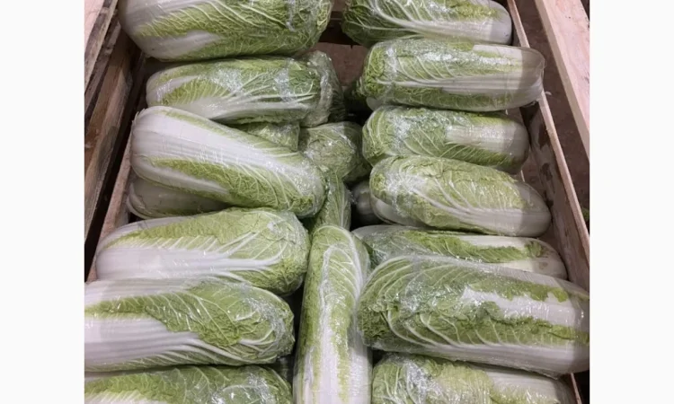 Пекінська капуста на продаж - фото № 1
