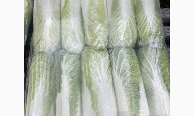 Пекінська капуста на продаж - фото № 2