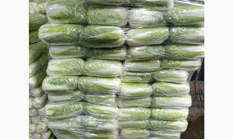 Пекінська капуста на продаж - фото № 3