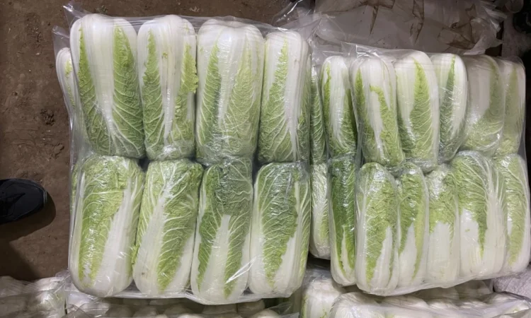 Пекінська капуста на продаж оптом - фото № 1