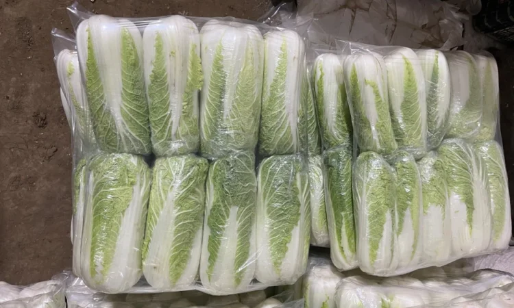 Пекінська капуста на продаж оптом - фото № 2