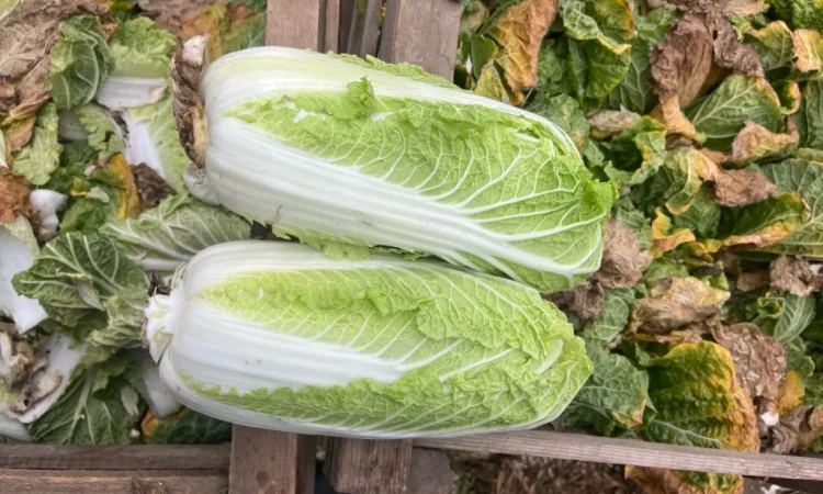 Пекінська капуста на продаж оптом - фото № 3