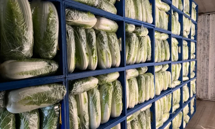 Пекінська капуста на продаж оптом - фото № 5