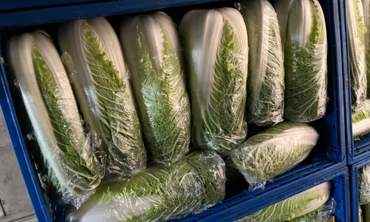 Пекінська капуста на продаж оптом - фото № 6
