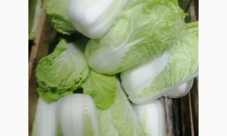 Продаж пекінської капусти оптом - фото № 1