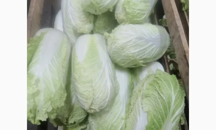 Продаж пекінської капусти оптом - фото № 2