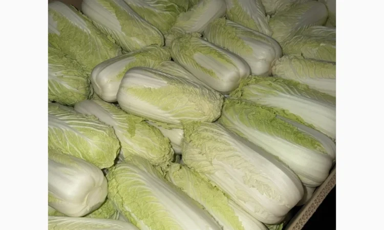 Куплю пекінську капусту від 20 тонн - фото № 1