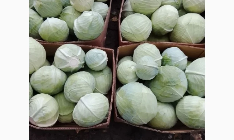 Капуста сорт Агресор на продаж - фото № 2