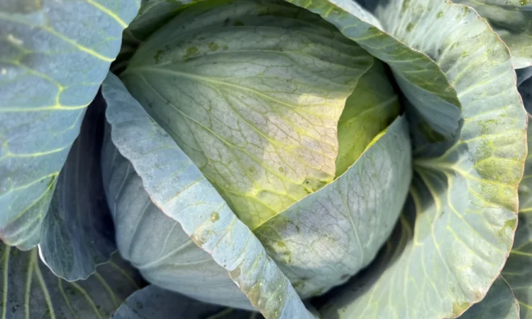 Белокочанная капуста на продажу - фото № 1