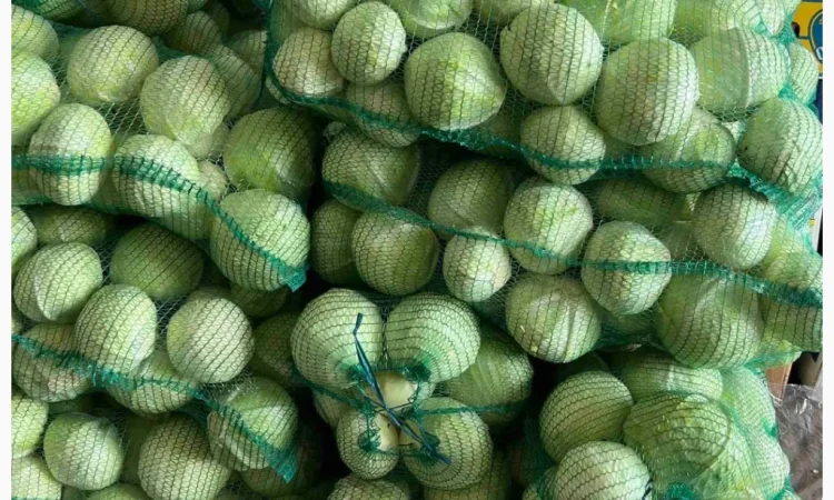 Білокачанна капуста на продаж - фото № 1