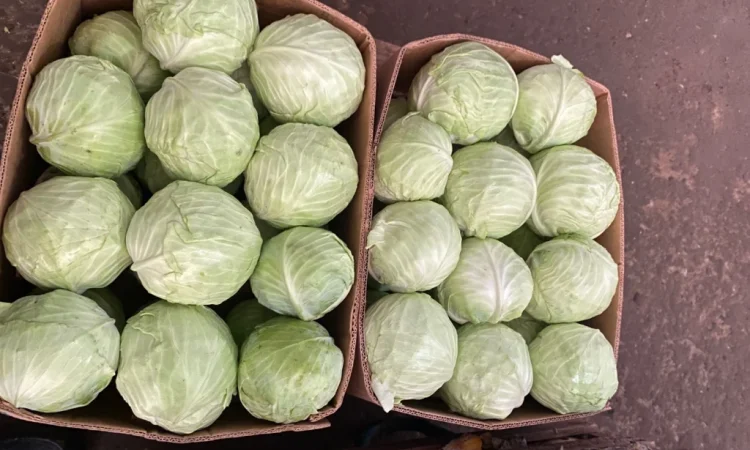 Білокачанна капуста на продаж - фото № 2