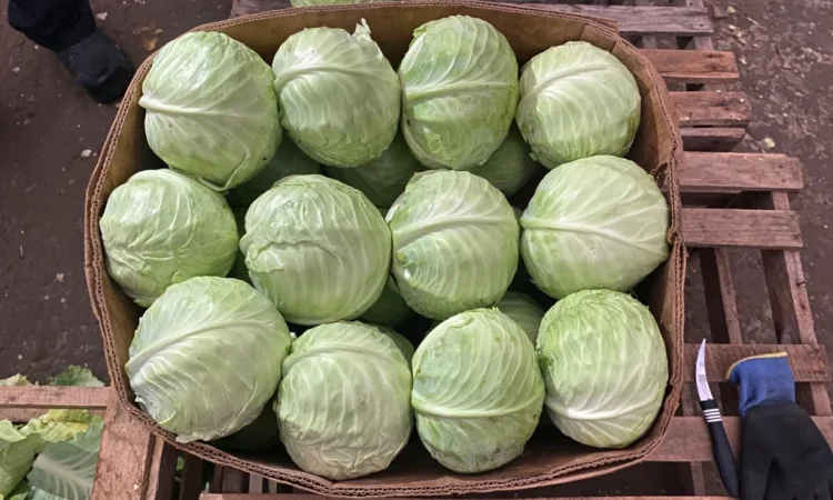 Білокачанна капуста на продаж - фото № 3