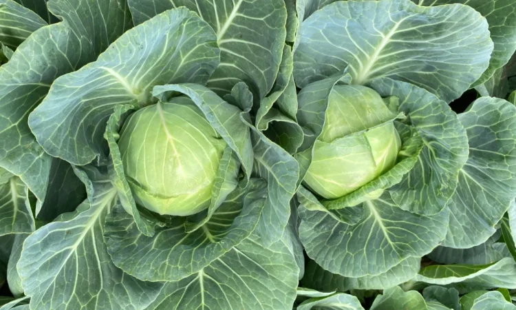Білокачанна капуста на продаж - фото № 5