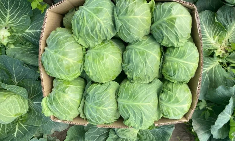 Білокачанна капуста на продаж - фото № 8