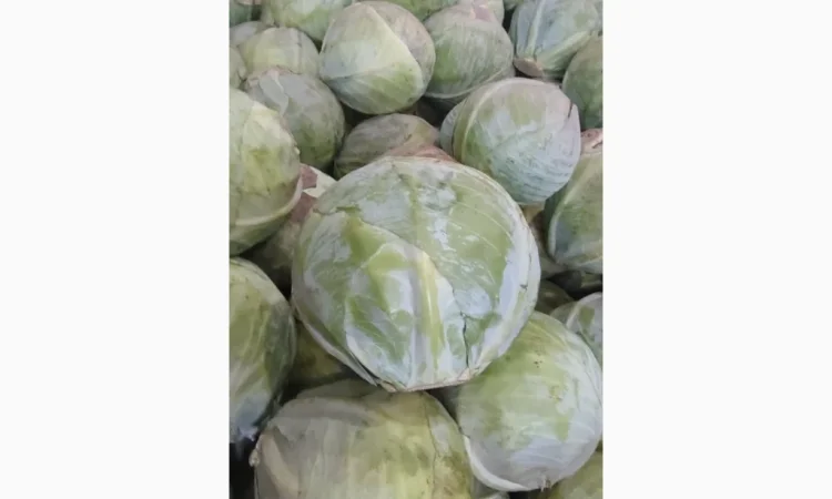 Капуста без хвороб та шкідників - фото № 1