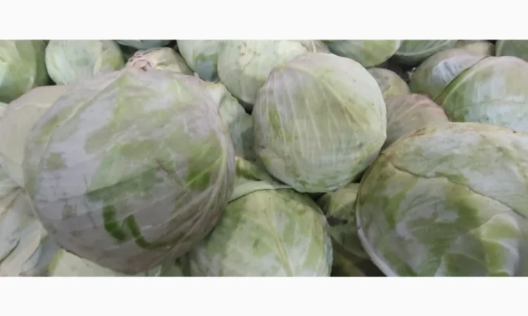 Капуста без хвороб та шкідників - фото № 2