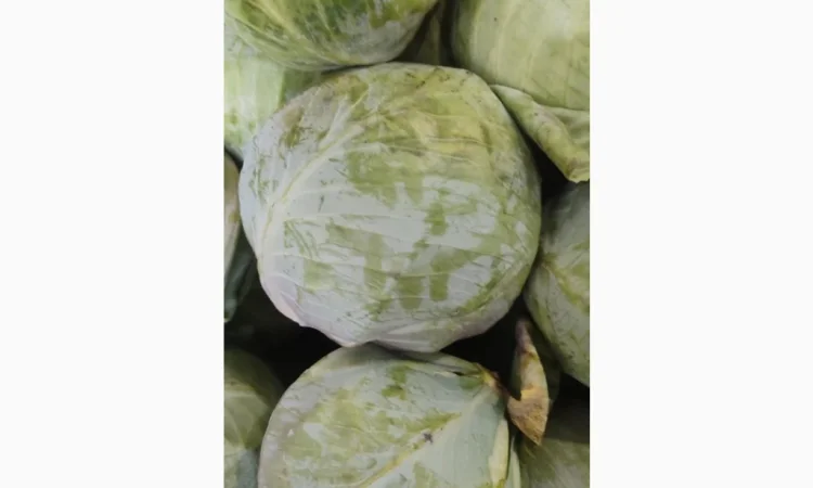 Капуста без хвороб та шкідників - фото № 3