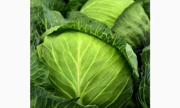 Покупка капусти оптом від 20 тонн - фото № 1