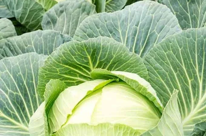 Куплю капусту оптом от 20 тонн - фото № 1