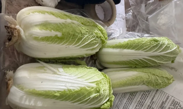 Покупка пекинської капусти оптом - фото № 1