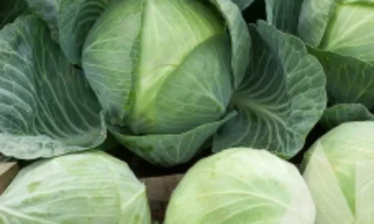 Продаю Капусту білоголову різних сортів - фото № 1