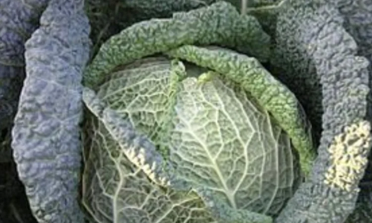 Капуста Савойская сорта Madlene на продажу - фото № 1