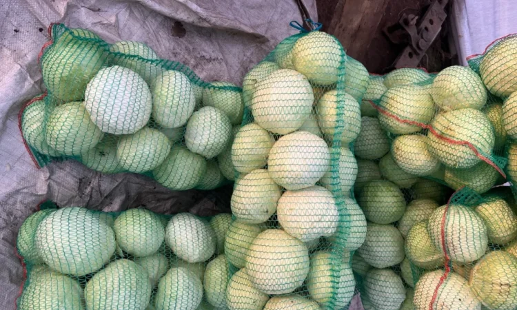 Капуста хорошего качества - фото № 2