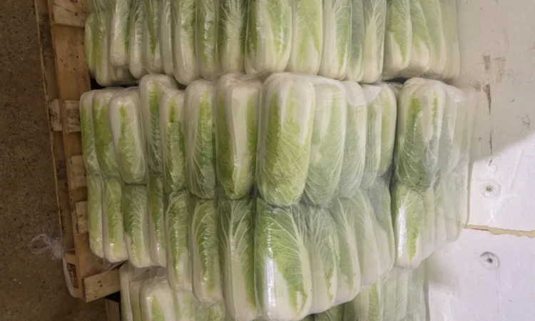 Продаю пекінську капусту оптом - фото № 1