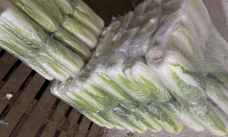 Продаю пекінську капусту оптом - фото № 2