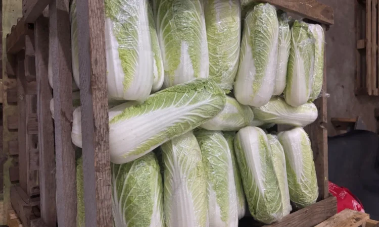 Продаю пекінську капусту оптом - фото № 4