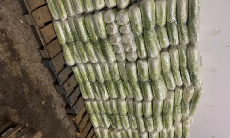 Продаю пекінську капусту оптом - фото № 5