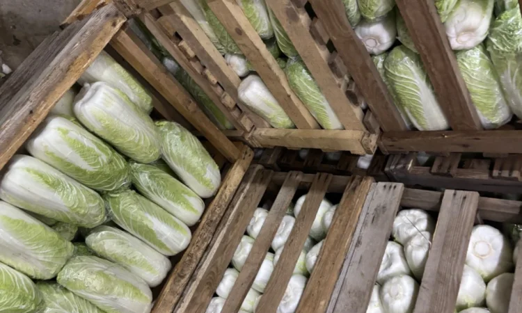 Продаю пекінську капусту оптом - фото № 6